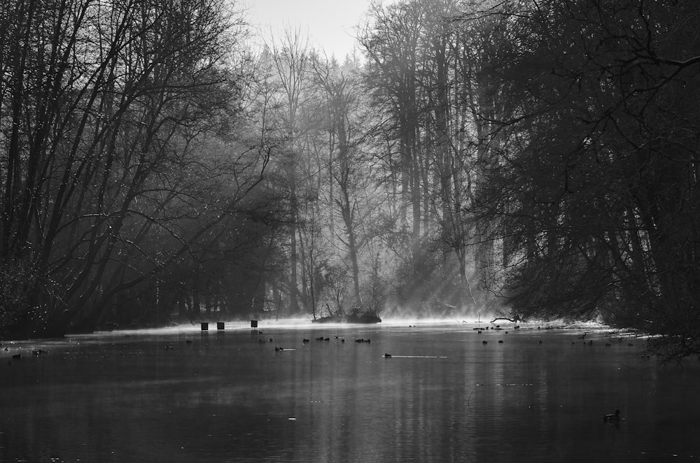 a black and white photo of ducks in a lake