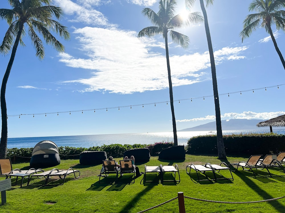 a lawn with lawn chairs and palm trees