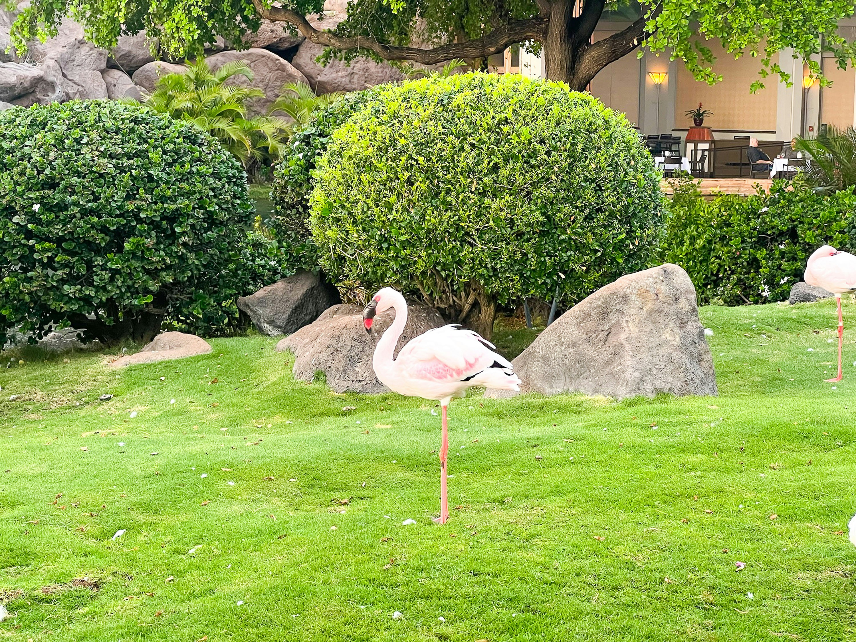a group of flamingos standing on top of a lush green field