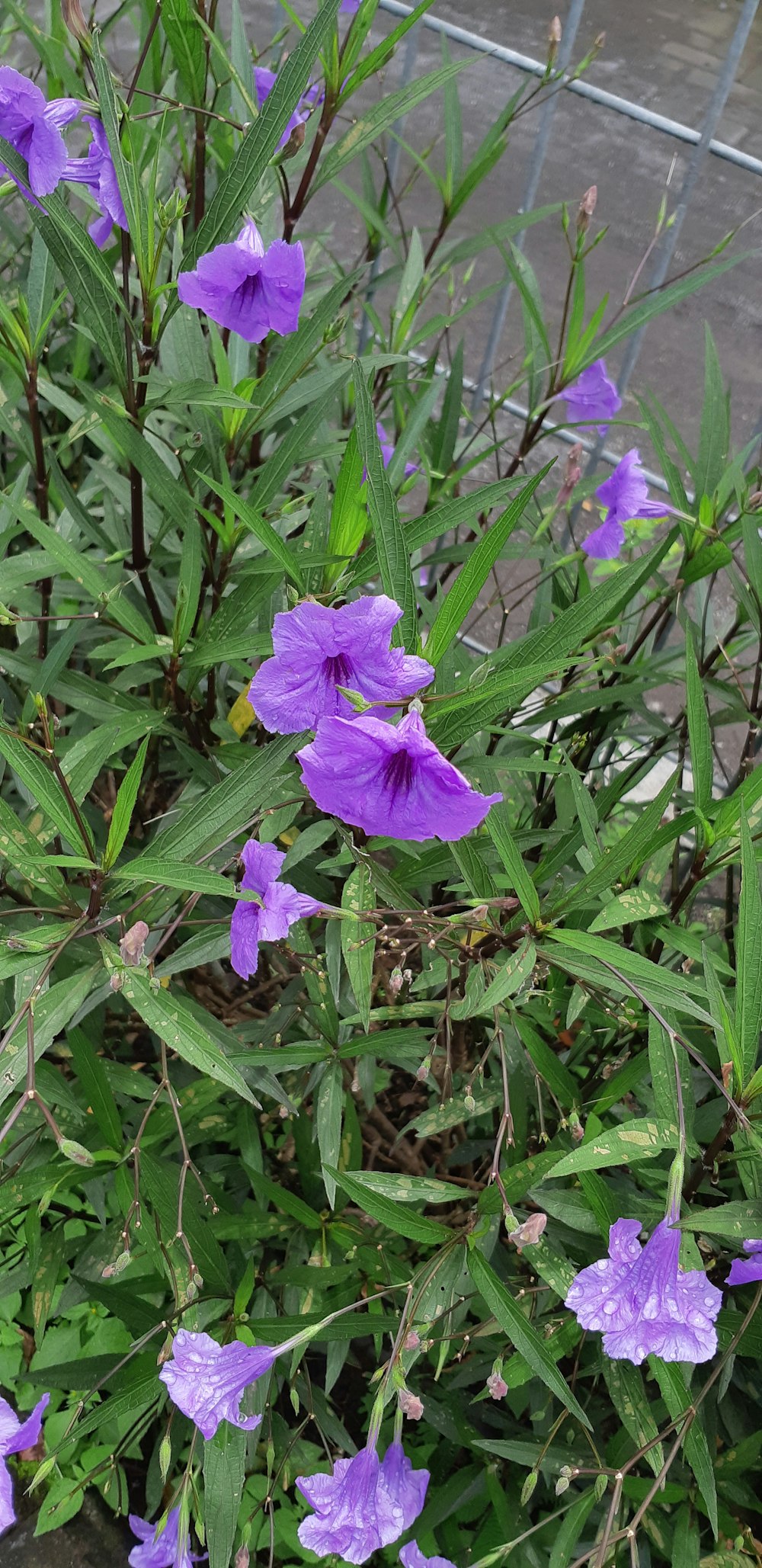 a bunch of purple flowers growing in a garden