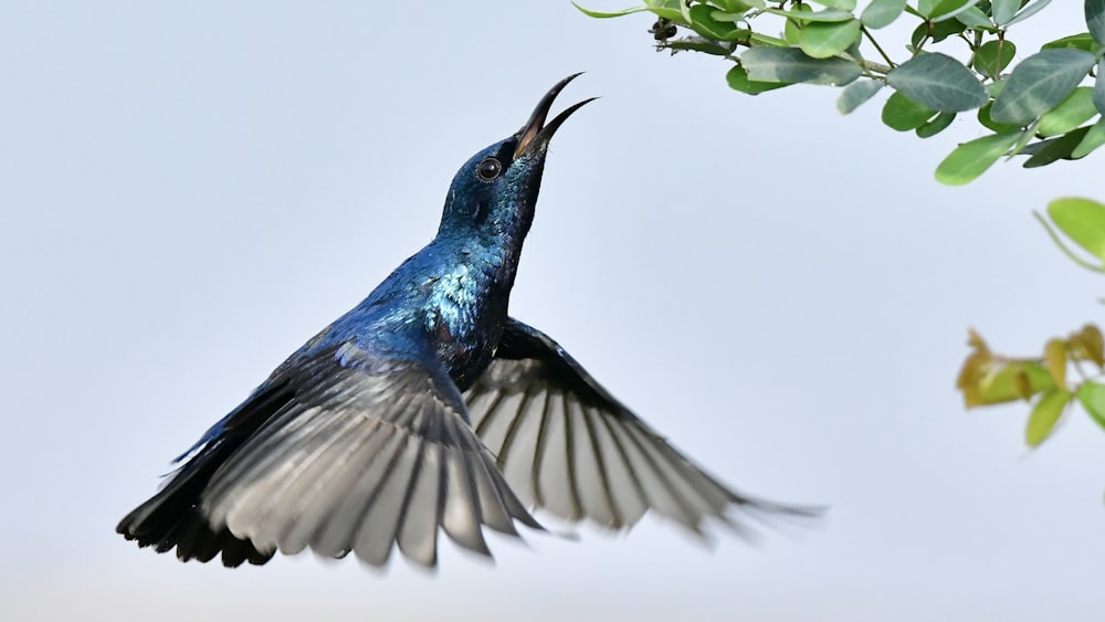 a blue and black bird with its beak open