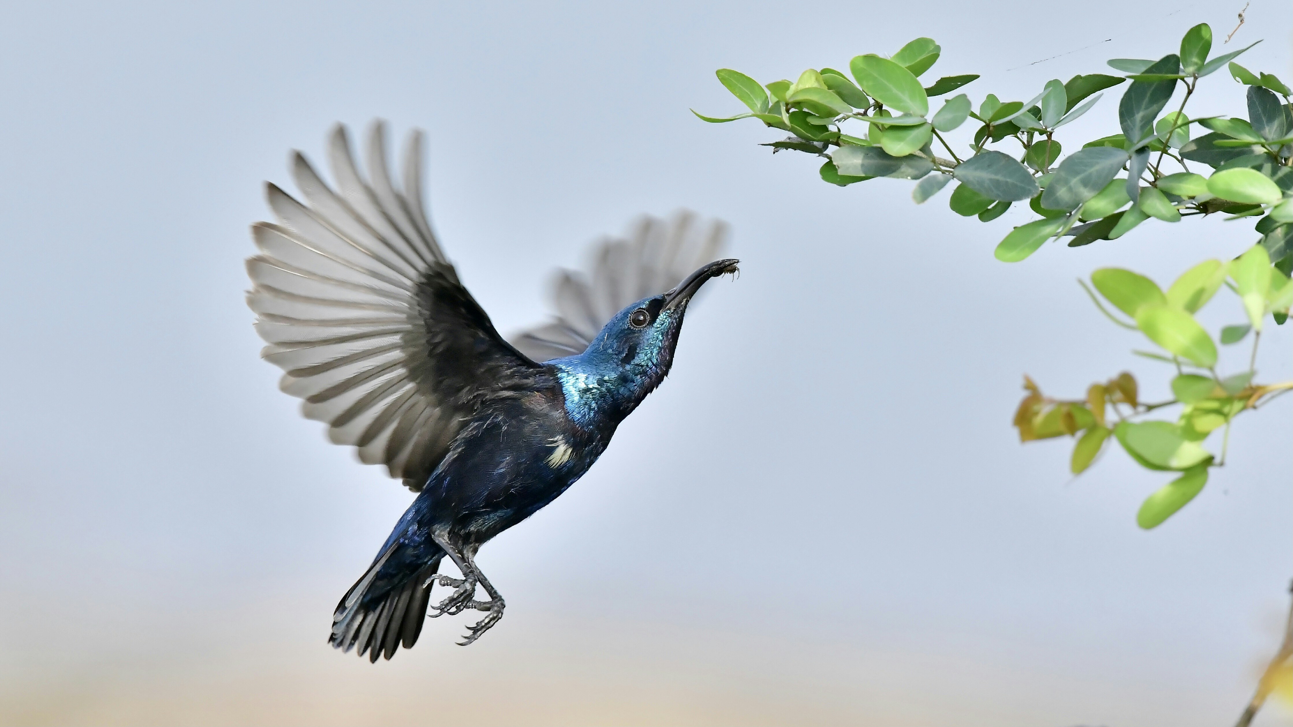 【希望の輝き】翼 ,羽根,鳥 羽,樹木,青空,星,bird,おしゃれ,星空,樹木 _048_sidem10th_up_idol_003_tsu