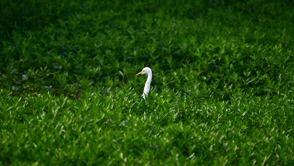 a white bird standing in the middle of a lush green field