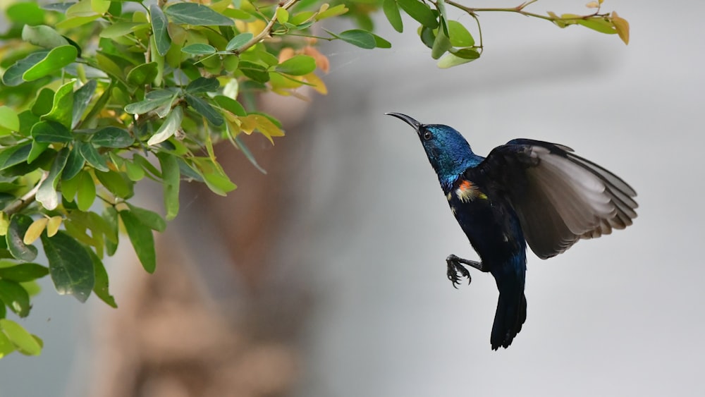 a hummingbird flying away from a tree branch