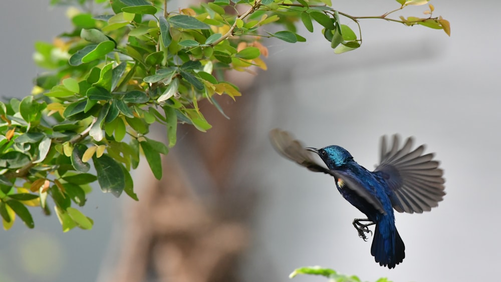 a blue bird flying next to a green tree
