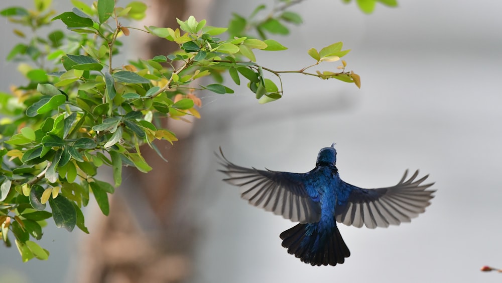a blue bird flying next to a tree branch