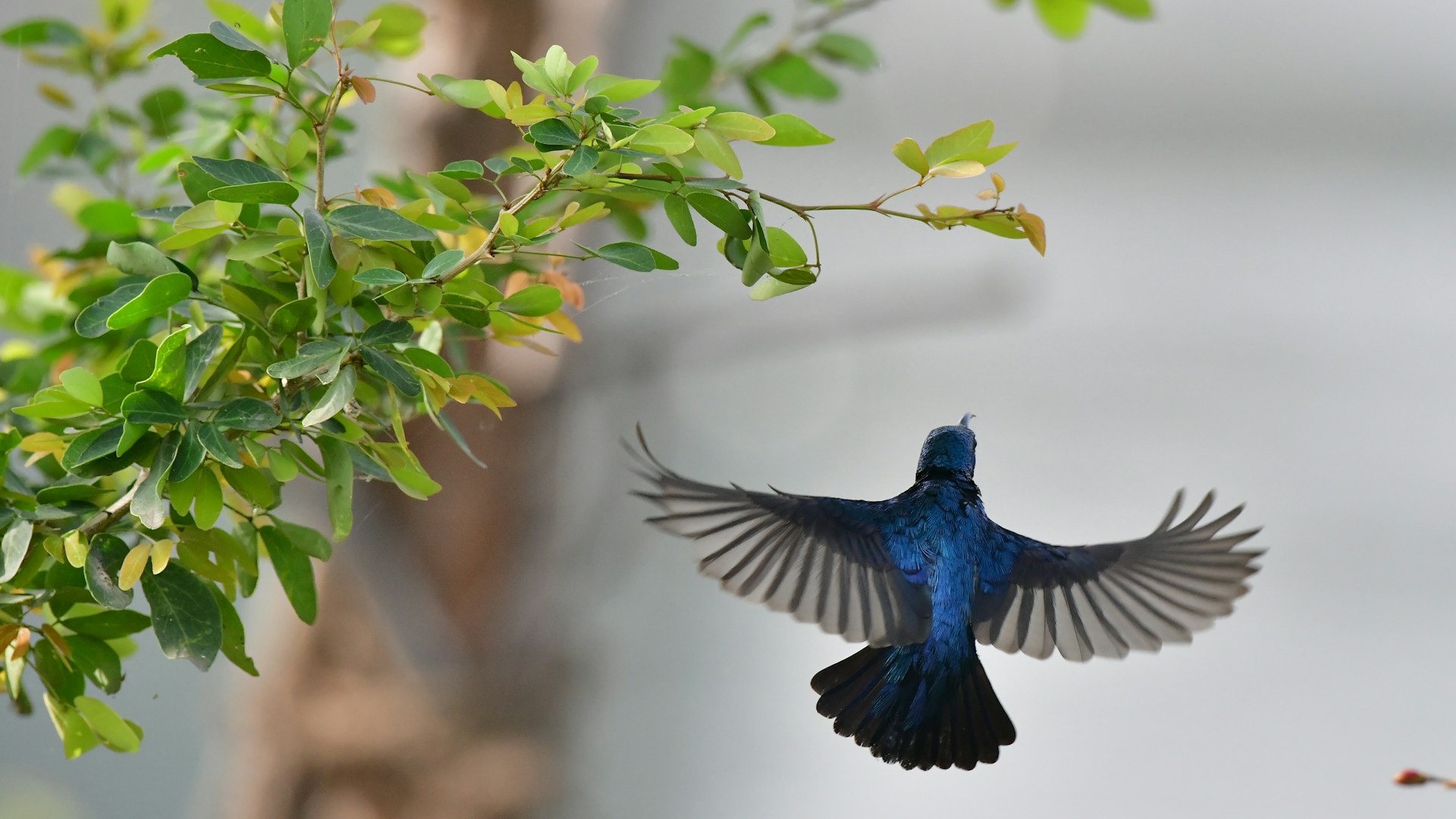 A playful image of a chickadee mid-flight, wings spread wide against a backdrop of lush green leaves.