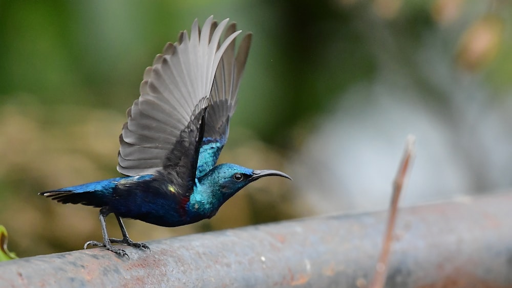 a small blue bird with black wings on a pipe
