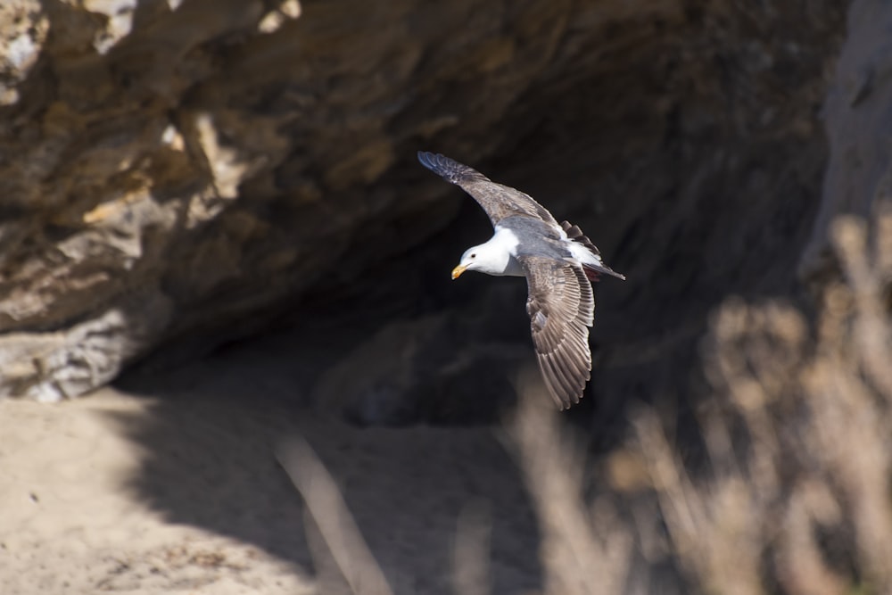 a seagull flying in front of a rock formation