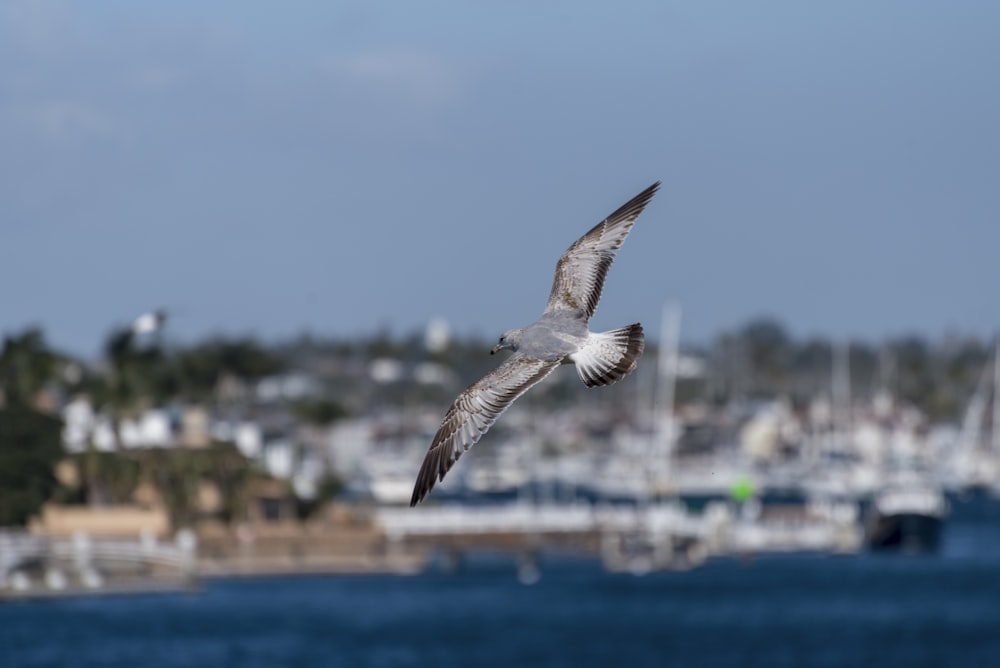 a seagull flying over a body of water