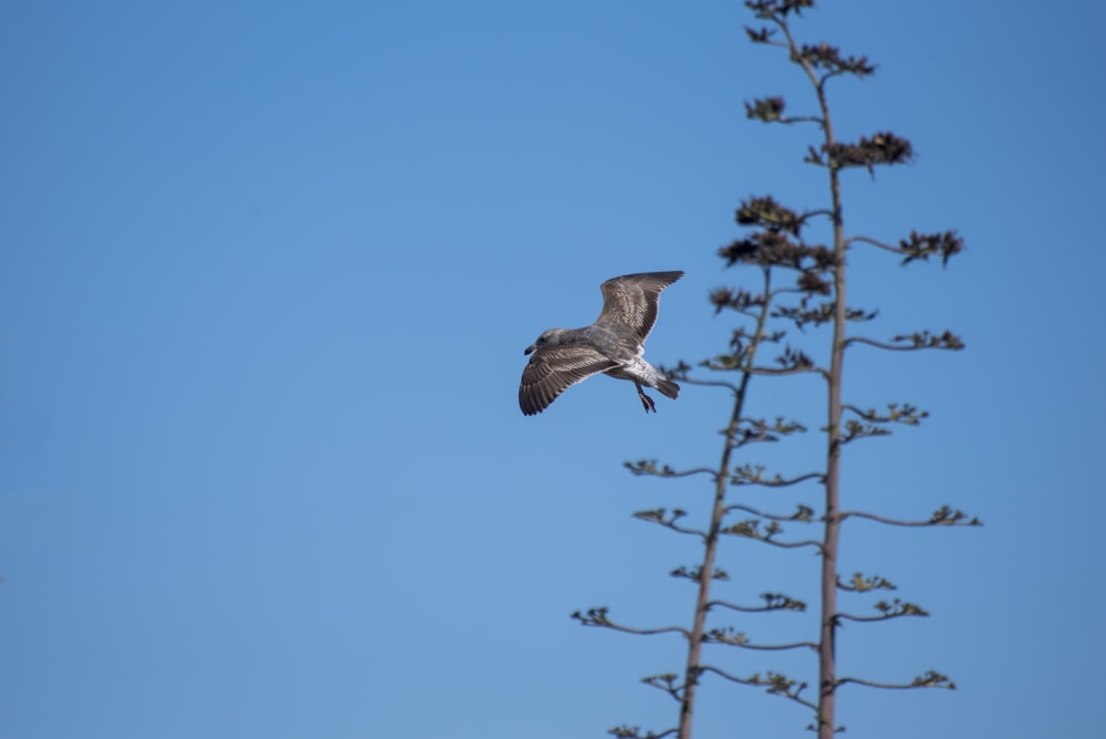 a bird flying over a tree with a blue sky in the background