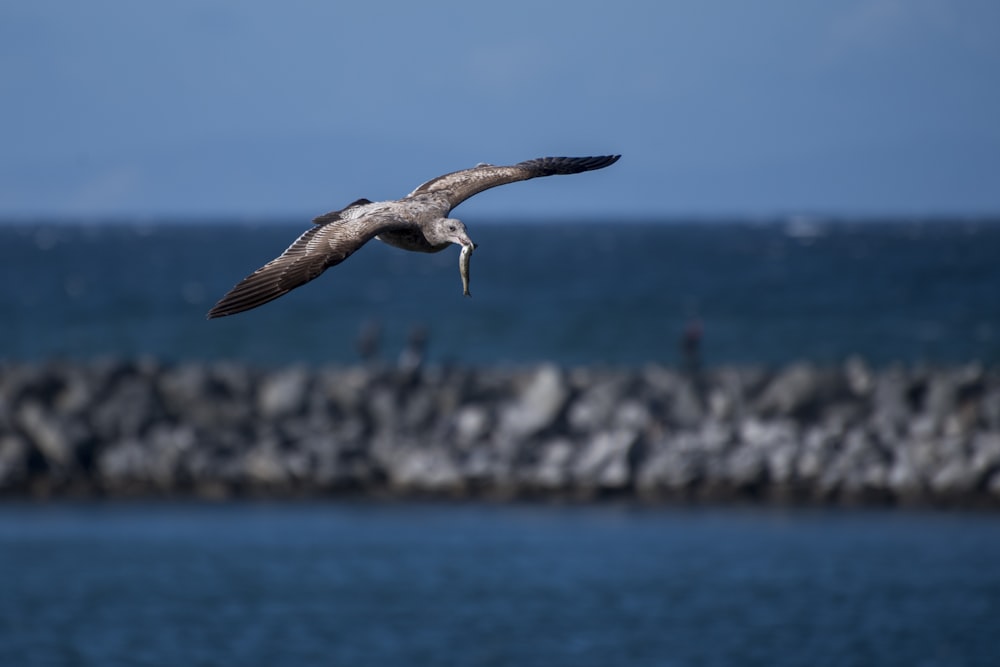 a bird flying over a body of water