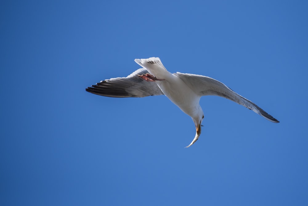 a seagull flying through a blue sky with a fish in it's