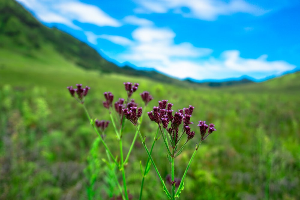 some purple flowers in a field with mountains in the background