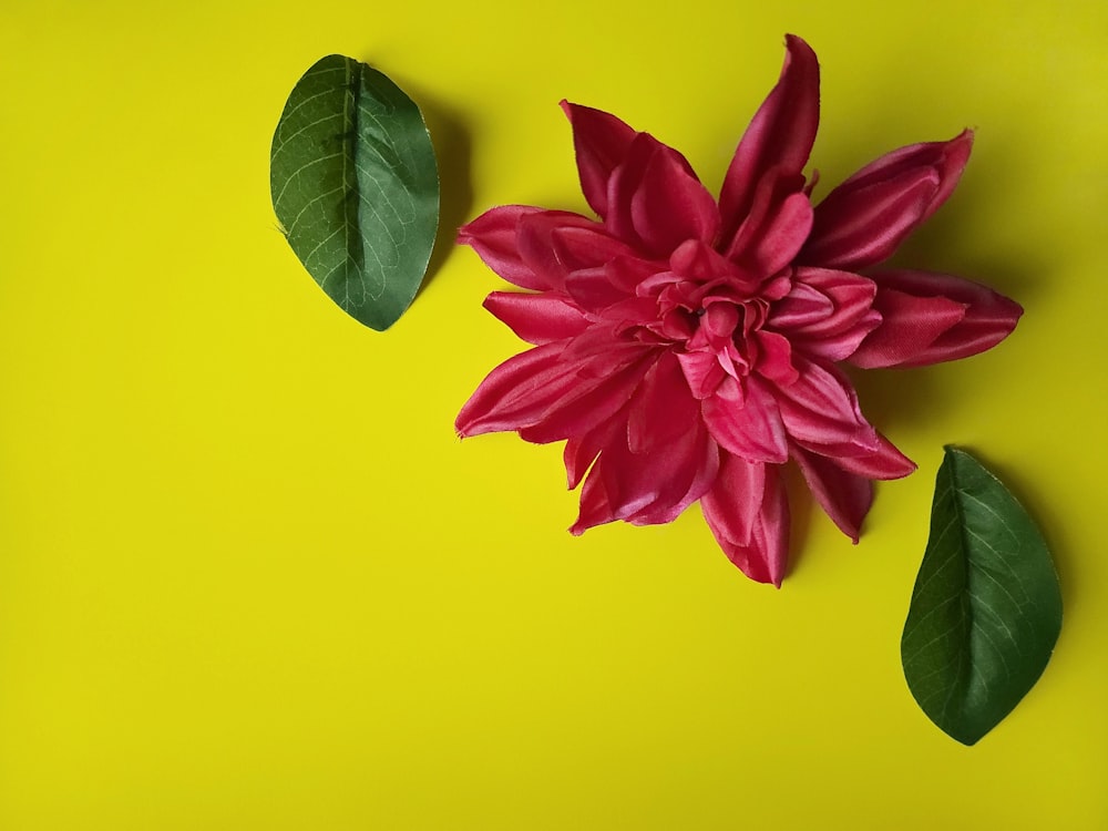 a pink flower and two green leaves on a yellow background