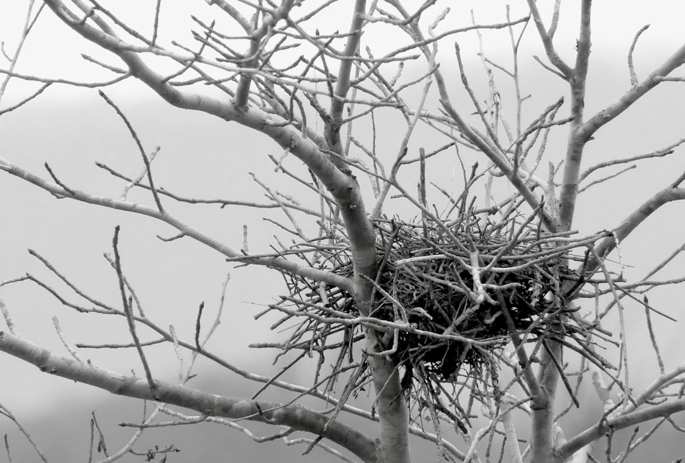 a black and white photo of a bird's nest in a tree