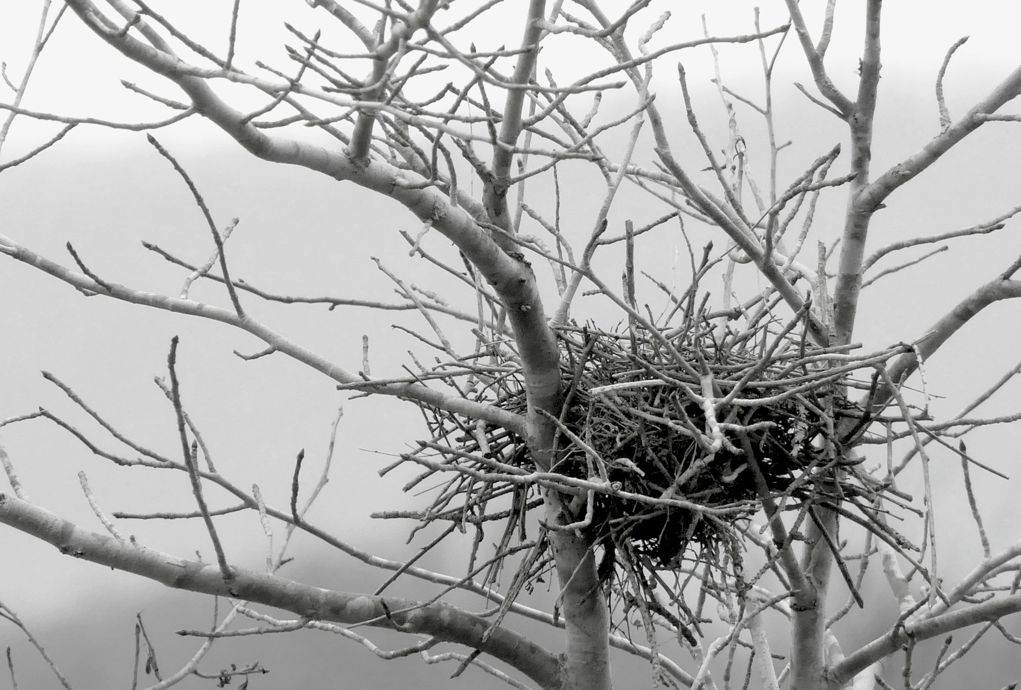 a nest suspended between the branches of a tree