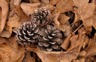 a group of pine cones sitting on top of leaves