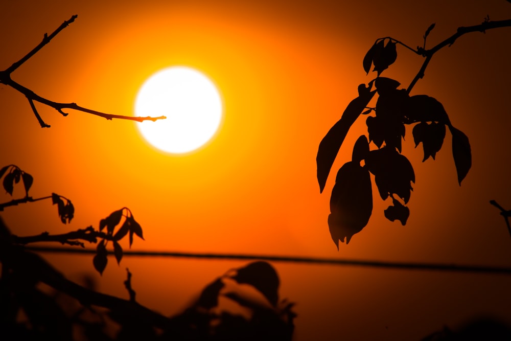 the sun is setting behind a tree branch