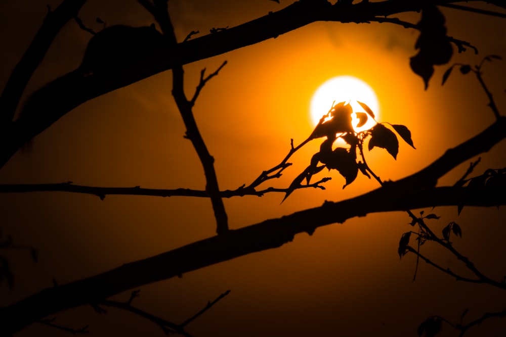 the sun is setting behind a tree branch