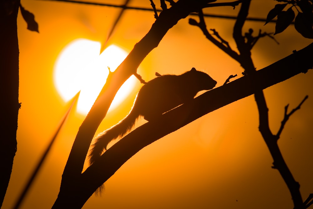 a squirrel sitting on a tree branch with the sun in the background