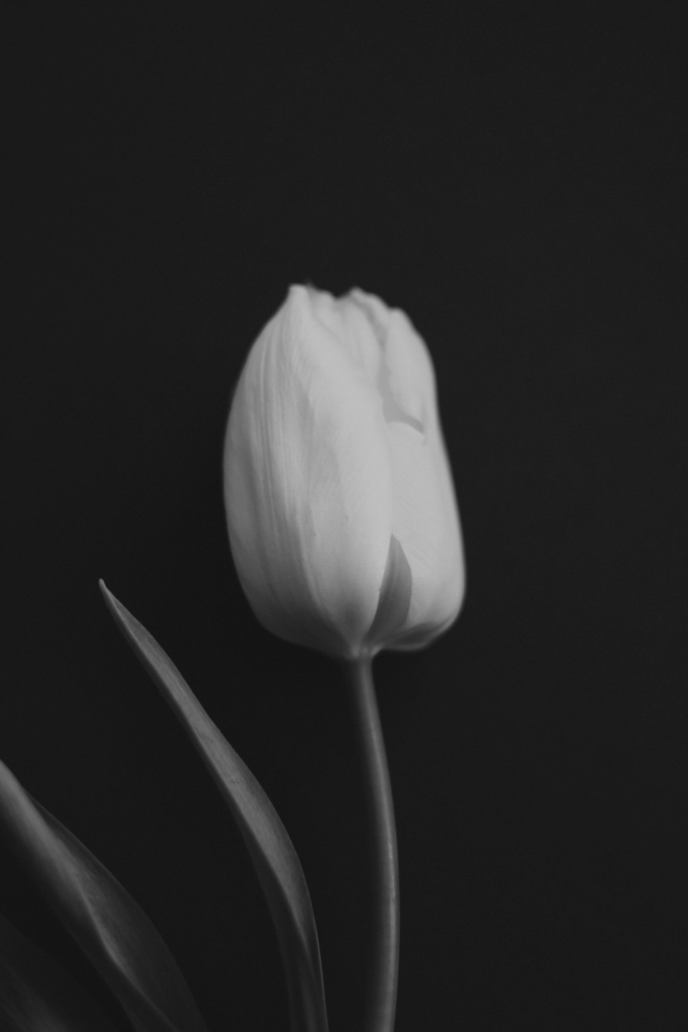 a close up of a flower