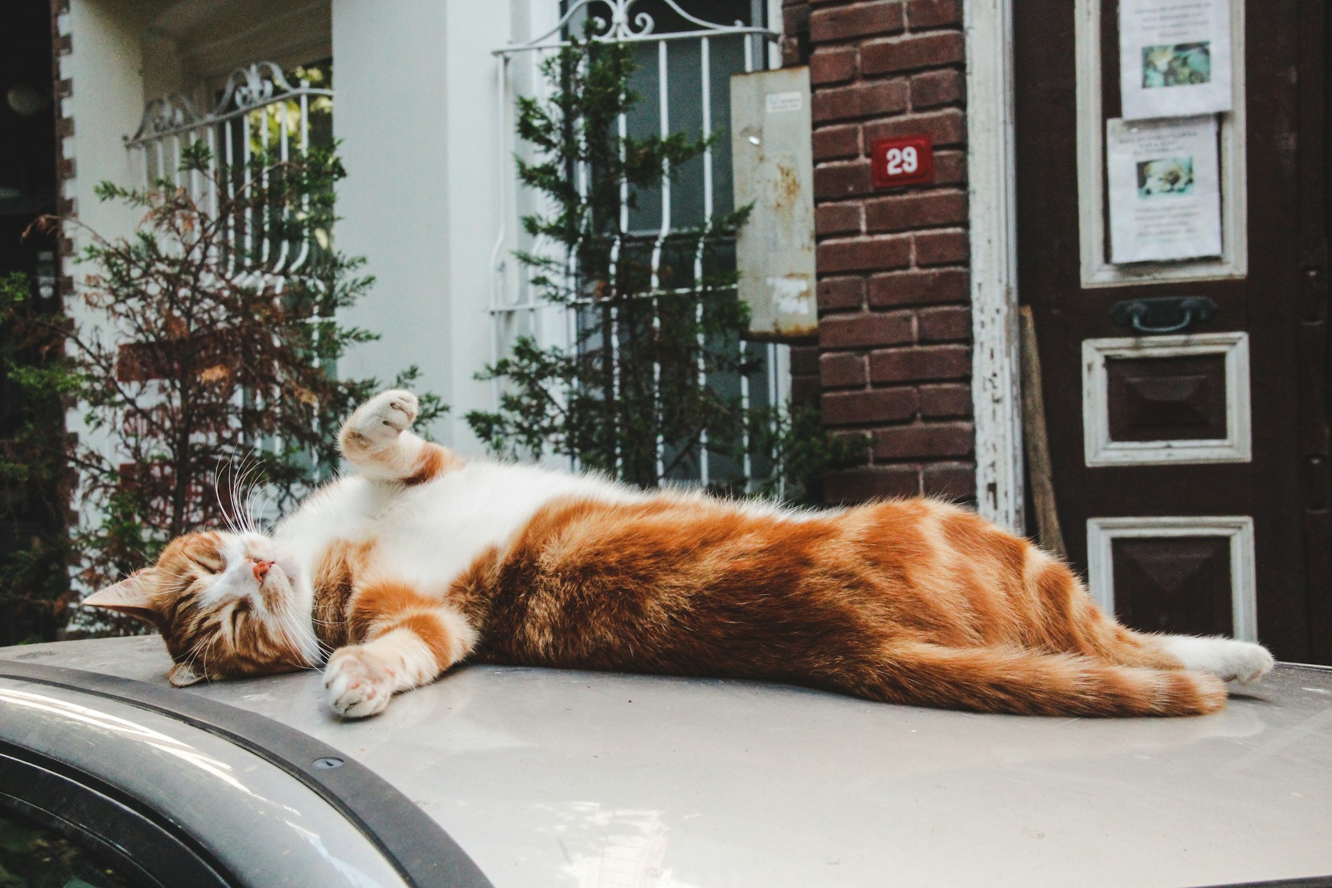 an orange and white cat laying on top of a car