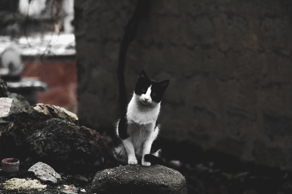 a black and white cat sitting on a rock