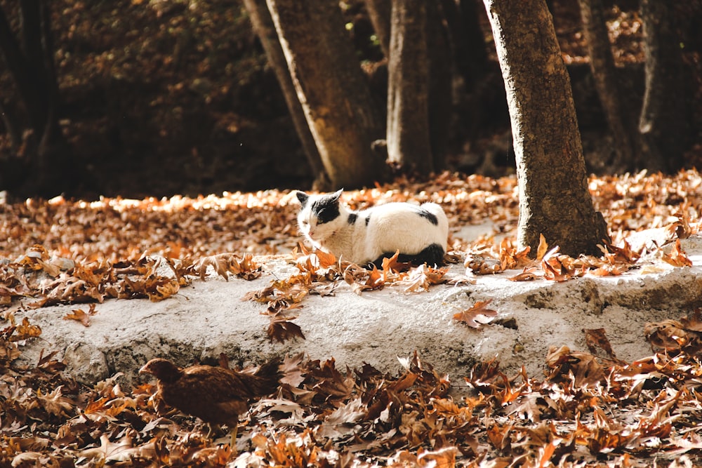 a black and white cat walking through a forest filled with leaves