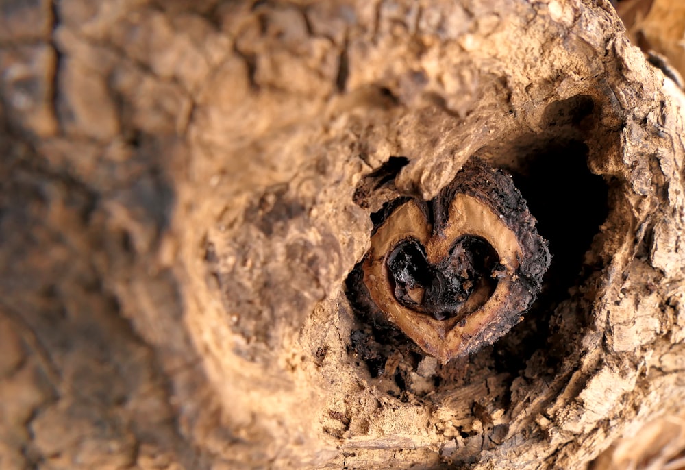 a heart shaped hole in a tree trunk