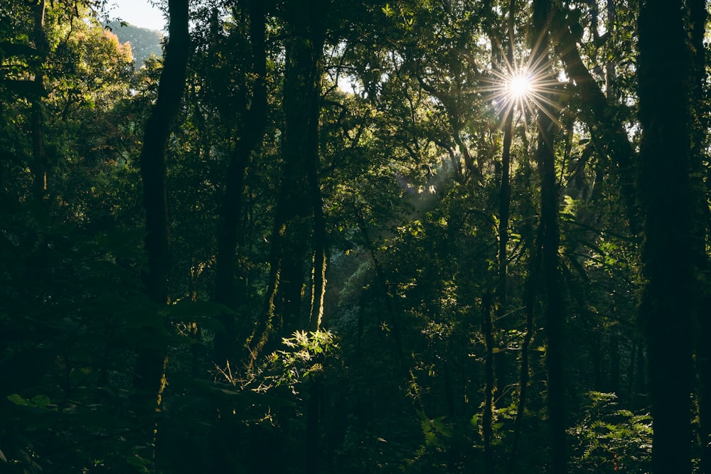 the sun is shining through the trees in the forest