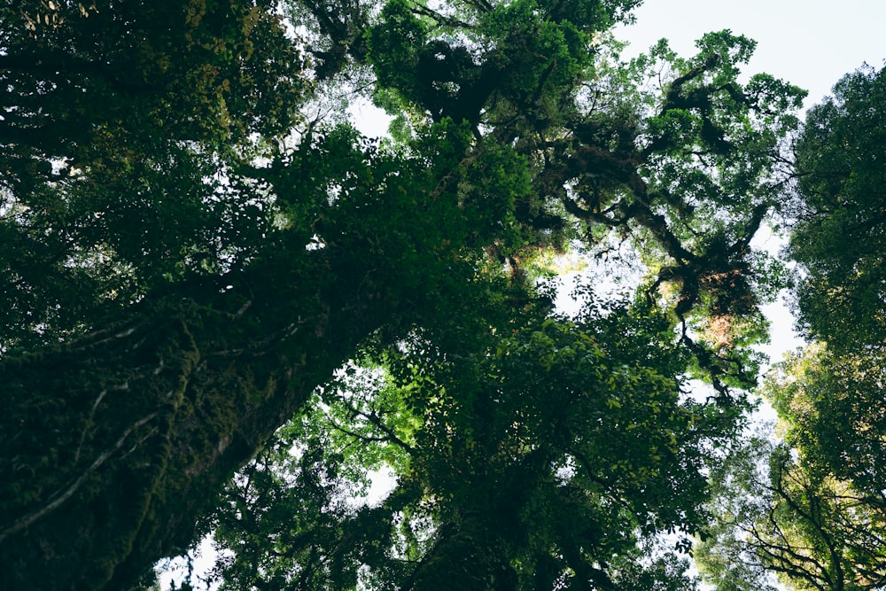 looking up at the tops of tall trees