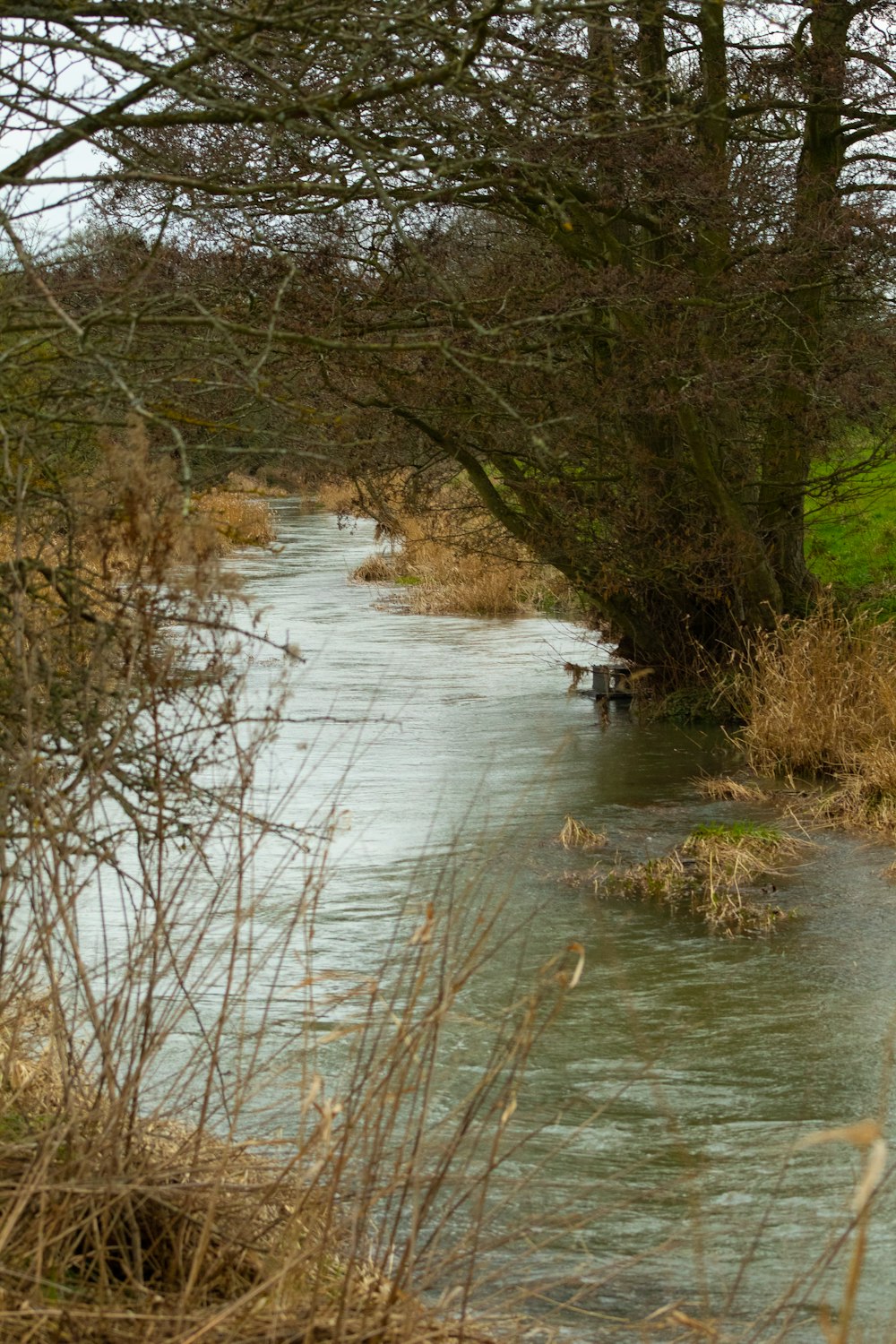 a small river running through a lush green forest