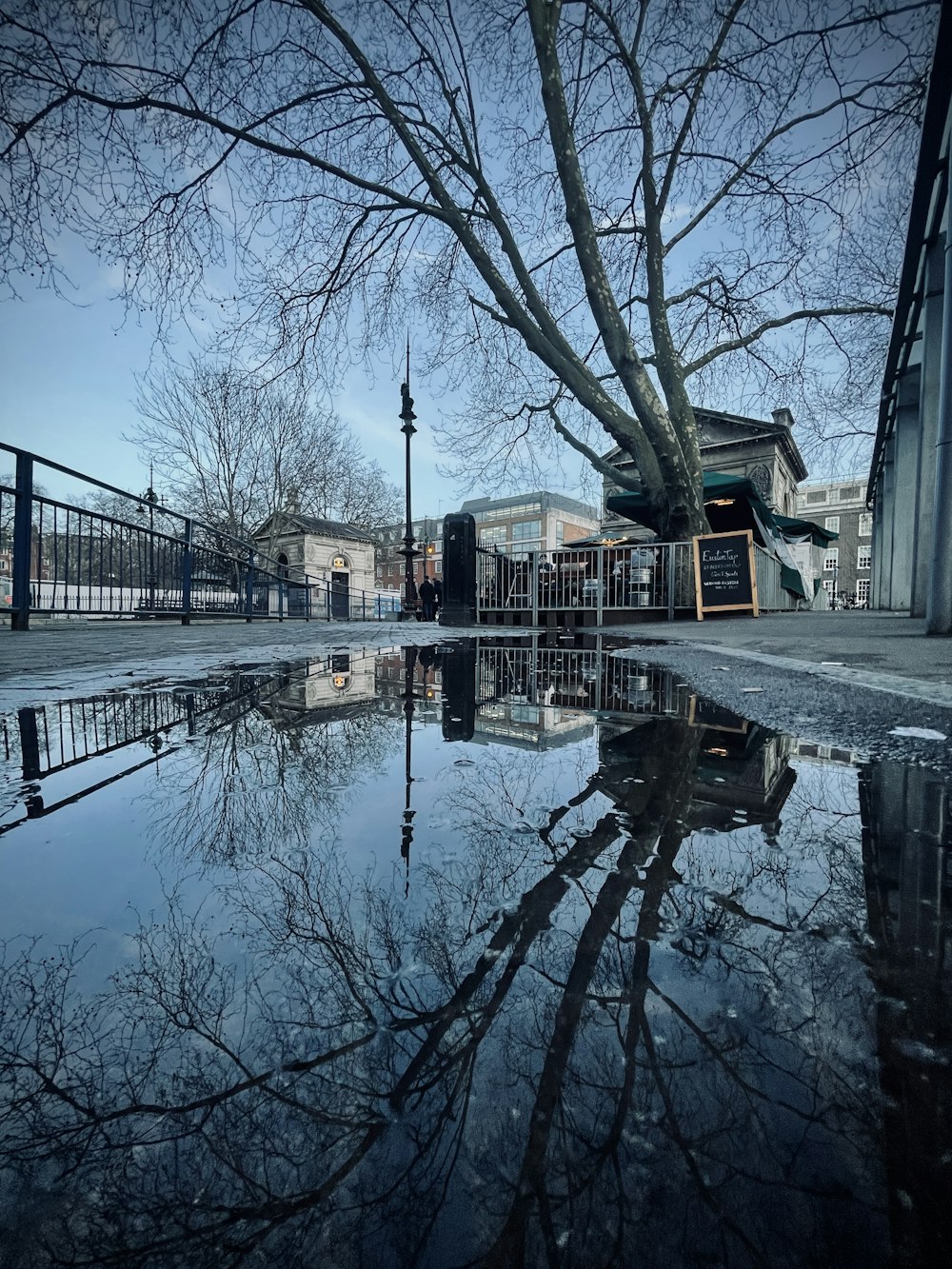 a reflection of a tree in a puddle of water