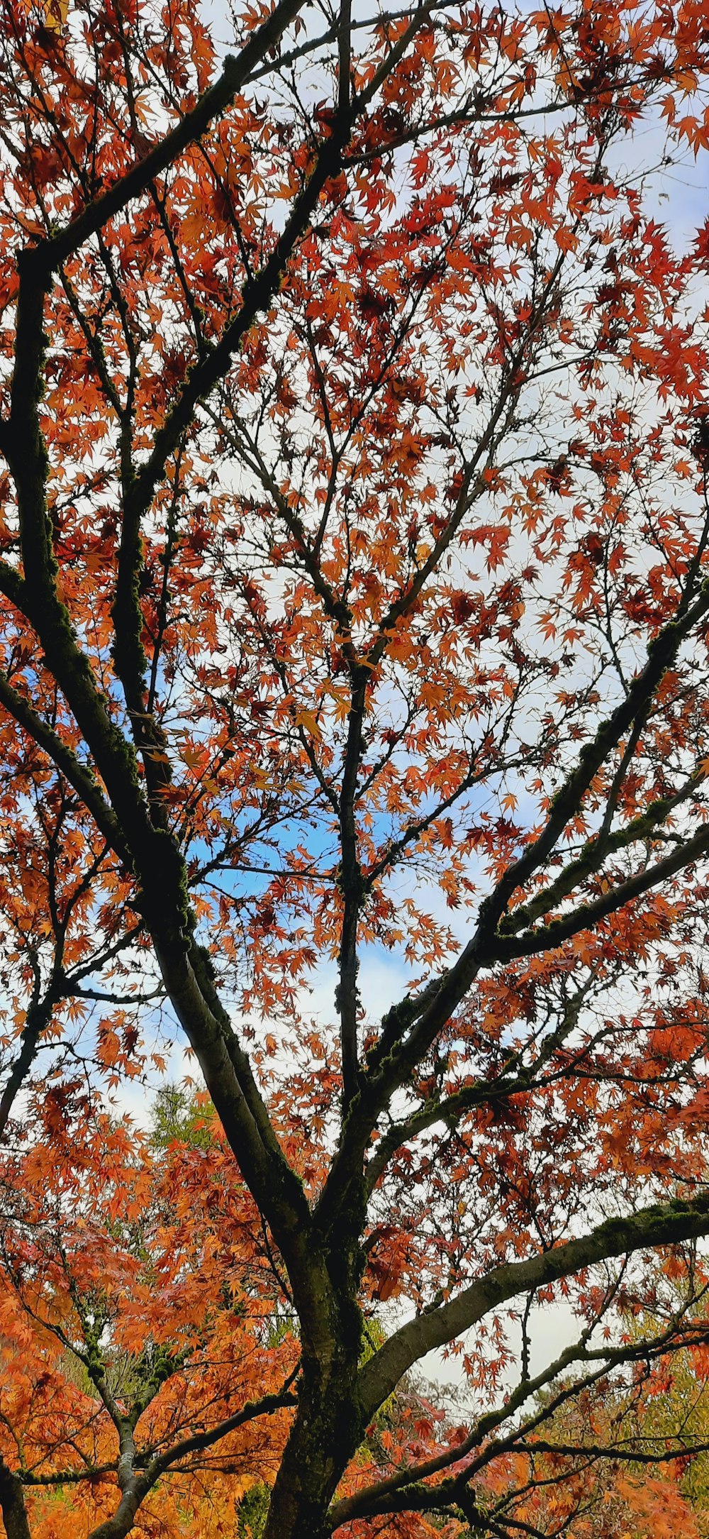 a tree with orange leaves in the fall