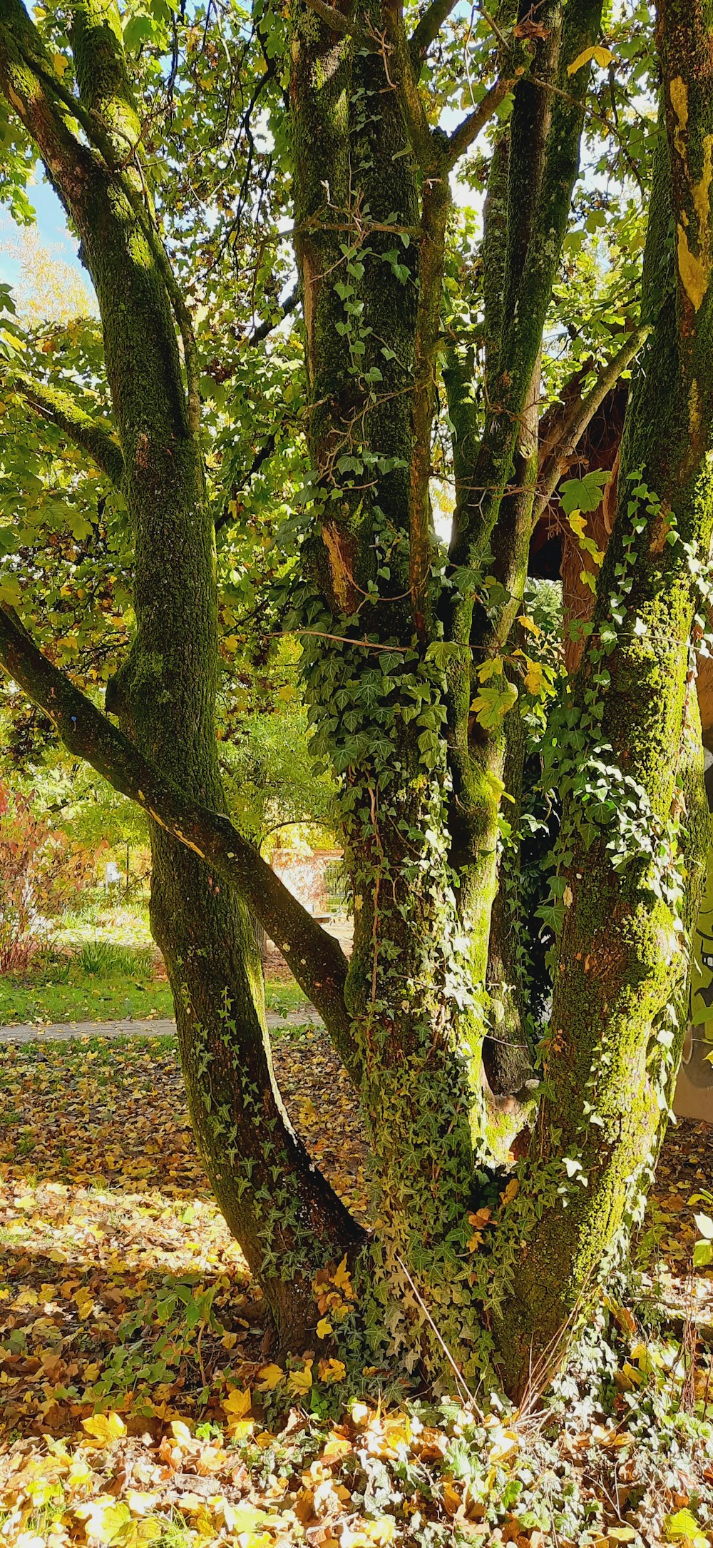 a tree covered in moss in a park