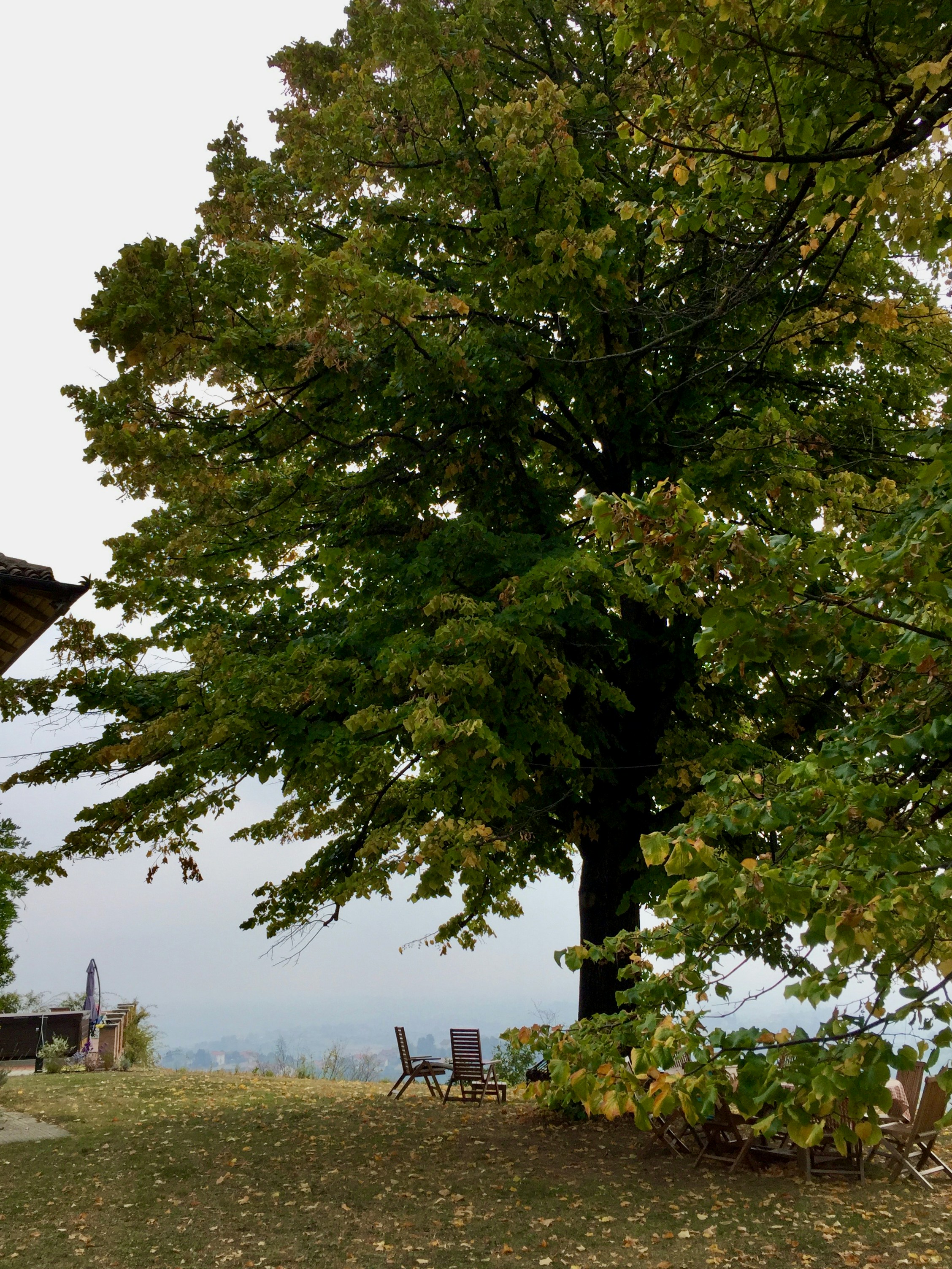 a bench under a large tree in a park