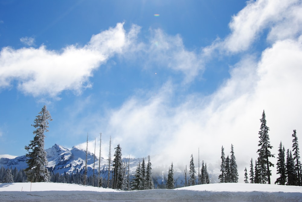 a snow covered mountain with trees in the foreground