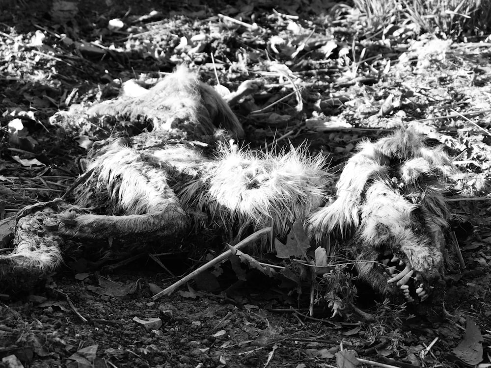 a black and white photo of a dead animal