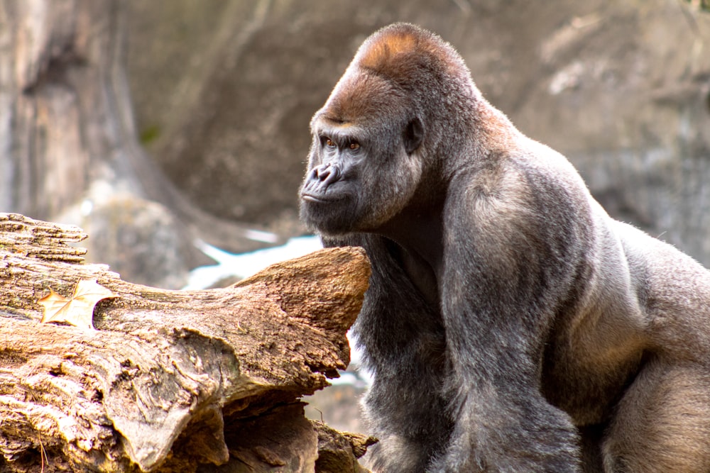 a gorilla sitting on top of a tree trunk