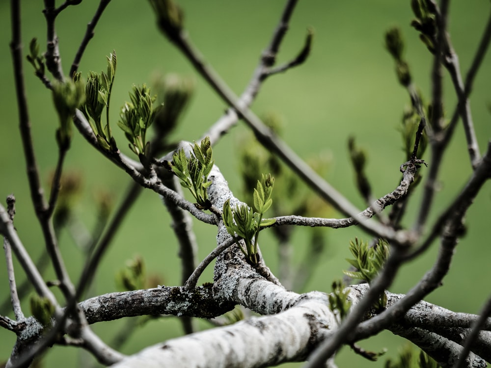 un primer plano de una rama de árbol con hojas pequeñas