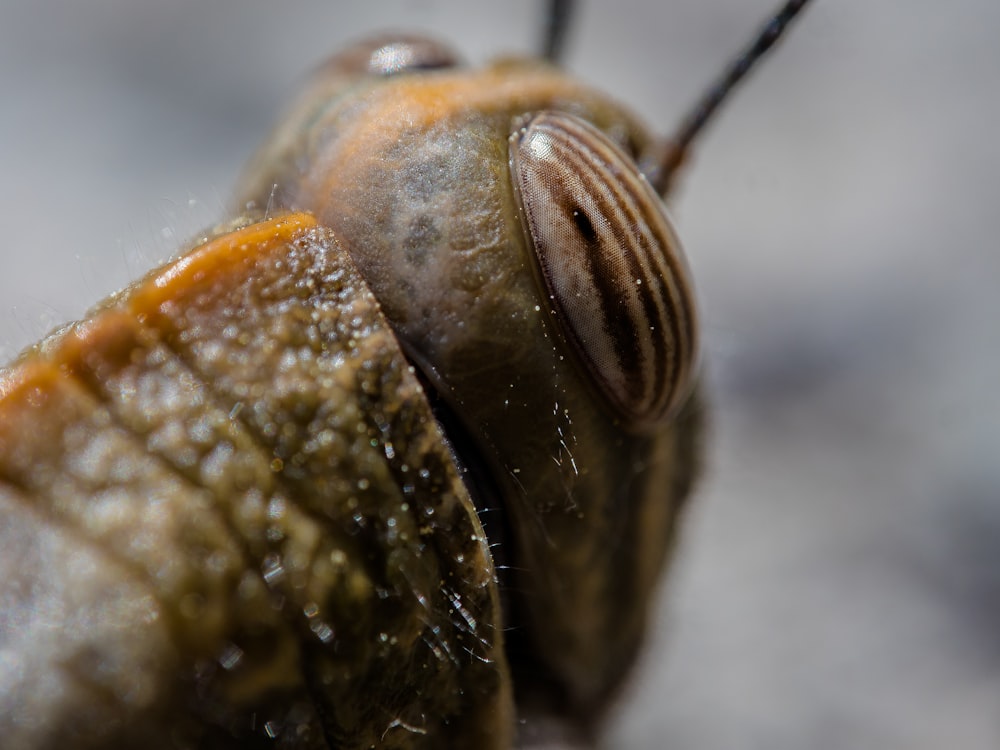 a close up of a bug's head with a bug on it's