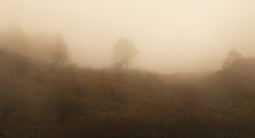a foggy hillside with a lone tree on a hill