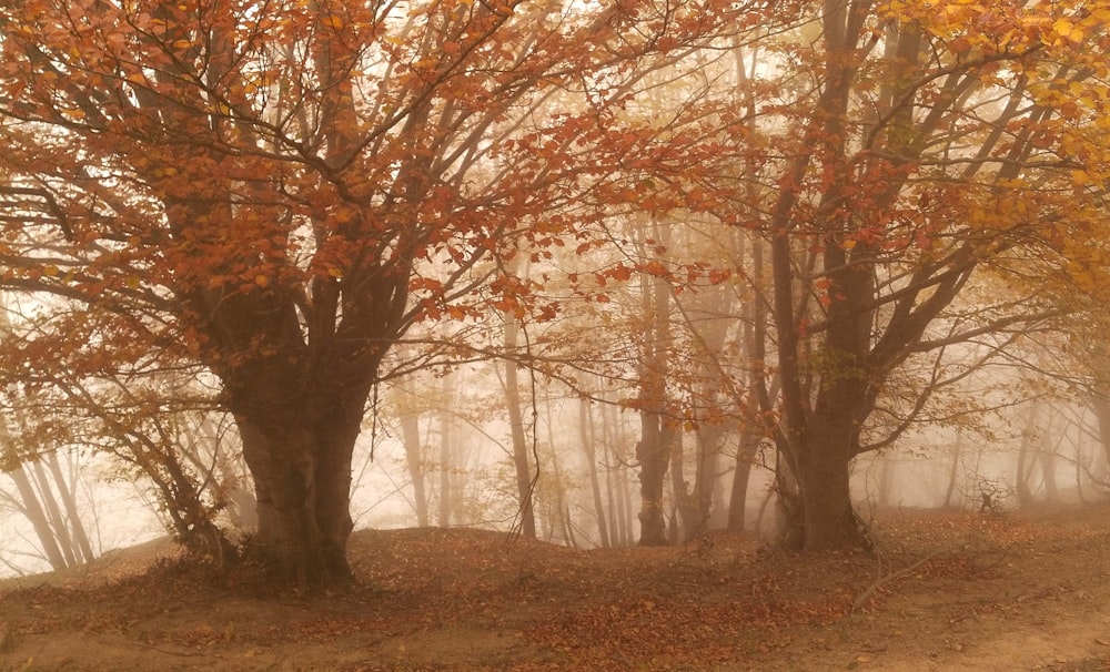 a foggy forest filled with lots of trees