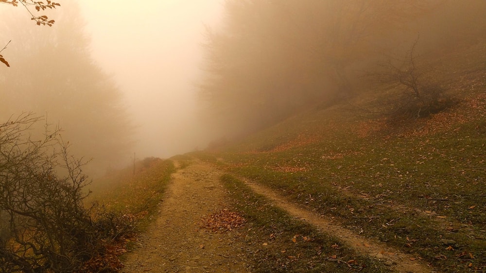 a foggy trail winds through the woods