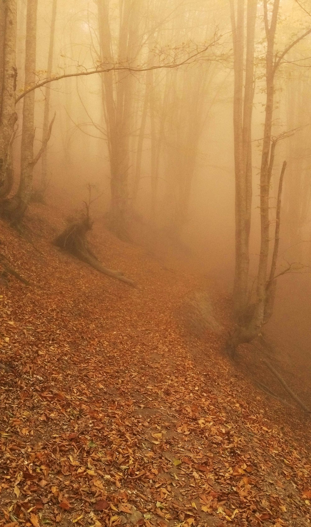 a foggy path in the woods with leaves on the ground