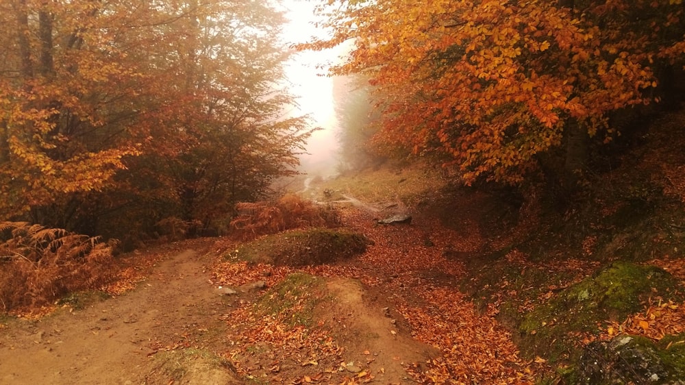 a dirt road surrounded by trees and leaves