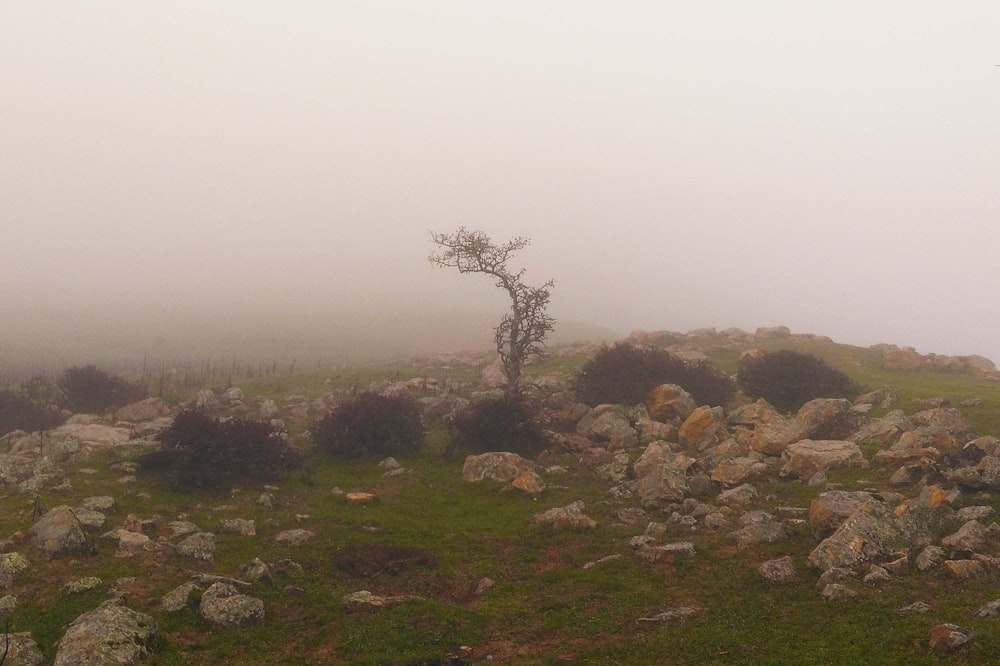 a lone tree in the middle of a foggy field