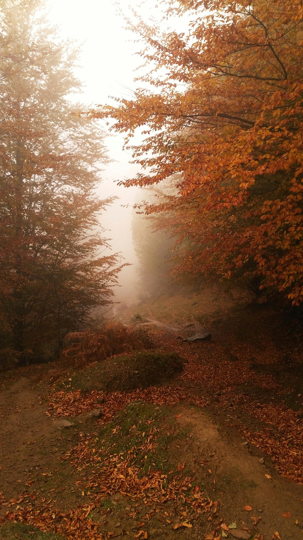 a foggy path in a wooded area with lots of trees