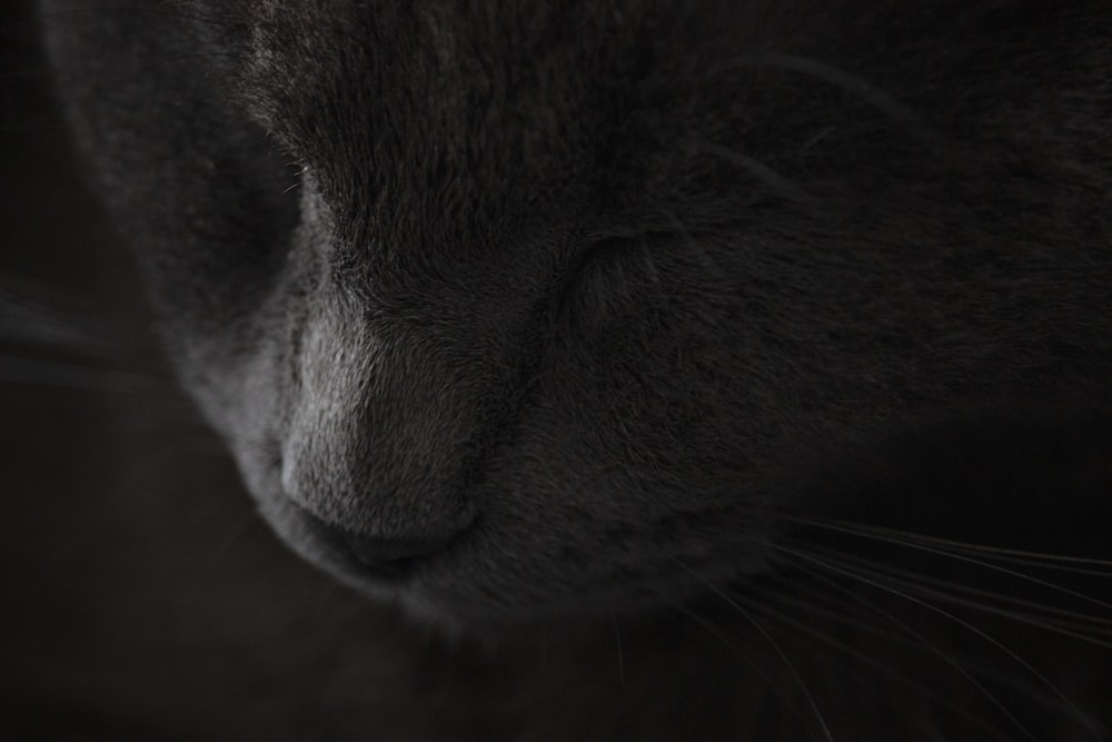 eine Nahaufnahme des Gesichts einer Katze mit geschlossenen Augen